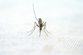 A mosquito rests on a surface