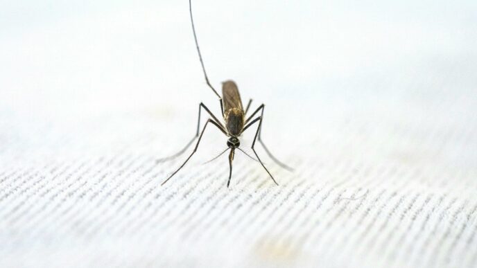 A mosquito rests on a surface