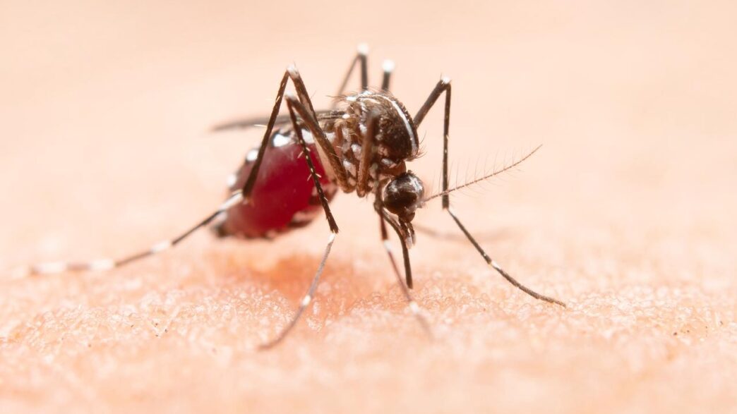 The Anopheles mosquito, the primary carrier of malaria, remains a serious public health threat across the region