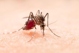 The Anopheles mosquito, the primary carrier of malaria, remains a serious public health threat across the region