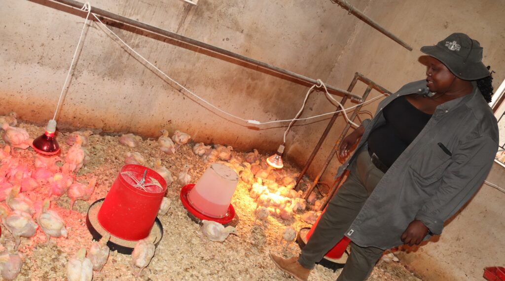 Thembisile Mafu's poultry business faces high energy costs for a heating system to keep the broilers warm until they are ready for the market. UNDP Eswatini/Mantoe Phakathi