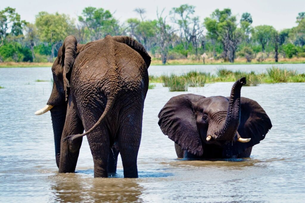 Elephants roam freely in the Okavango Delta during the AviaDev Africa 2026 networking excursion, giving airline delegates a close-up encounter with Botswana's celebrated wildlife. | Photo: Botswana Tourism