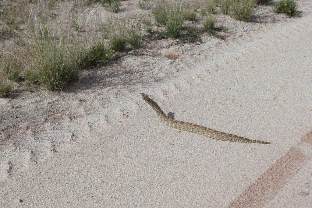 A puff adder encountered during the National Museum of Namibia's biodiversity field expedition to Warmbad in southern Namibia, one of the more notable sightings of the trip. | Photo: Namibia Nature Foundation