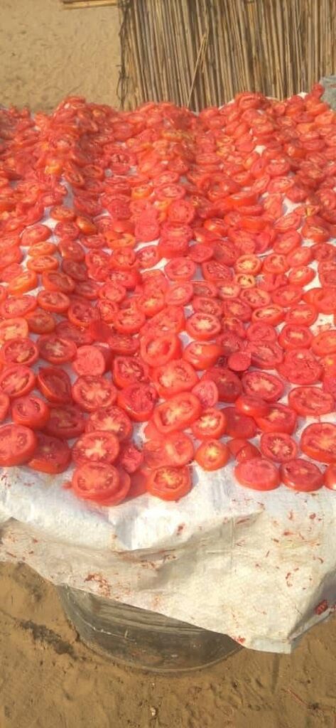 Sliced tomatoes laid out to dry at Spring Blossom Pty Ltd's facility in Kauxwi, Okavango District. The dried vegetable range produced by founder Kemo Begani