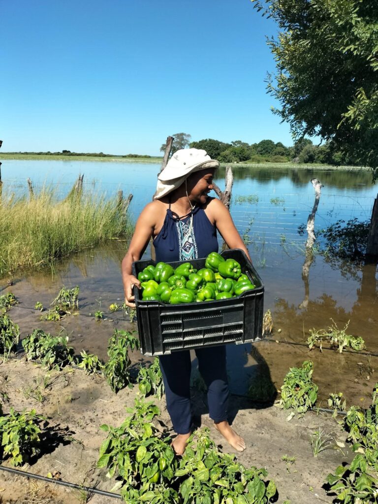 Kemo Begani with a fresh harvest of peppers at her Spring Blossom farm in Kauxwi. The entrepreneur has dedicated her work to promoting sustainable agriculture and empowering youth and women in rural communities.