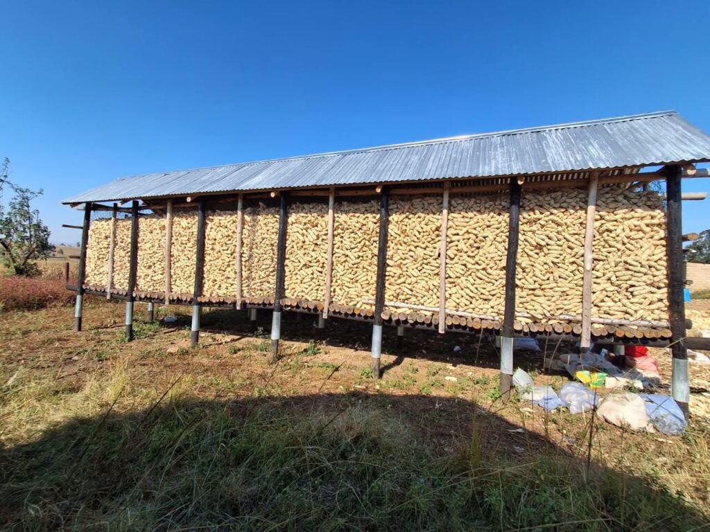 Maize harvested under EWADE's Commercial Maize Project awaits storage. The initiative is expected to deliver 5,697 metric tonnes this season, the highest production recorded under the programme since its inception. Photo: EWADE