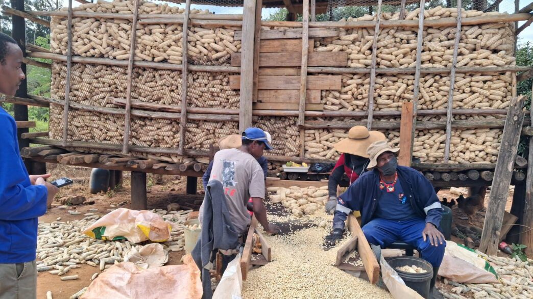 A farmer harvests maize as part of EWADE's Commercial Maize Project under the Hamba Ubuye Revolving Fund, which supported 191 farmers to cultivate 1,424 hectares across Eswatini this season. Photo: EWADE