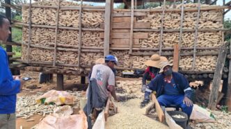 A farmer harvests maize as part of EWADE's Commercial Maize Project under the Hamba Ubuye Revolving Fund, which supported 191 farmers to cultivate 1,424 hectares across Eswatini this season. Photo: EWADE