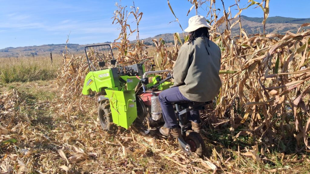 A farmer harvests maize as part of EWADE's Commercial Maize Project under the Hamba Ubuye Revolving Fund, which supported 191 farmers to cultivate 1,424 hectares across Eswatini this season. Photo: EWADE