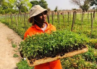 Kemo Begani tends to seedlings at her Spring Blossom operation in Kauxwi, Okavango District, where she has built a climate-smart farming enterprise that serves rural communities across Botswana.