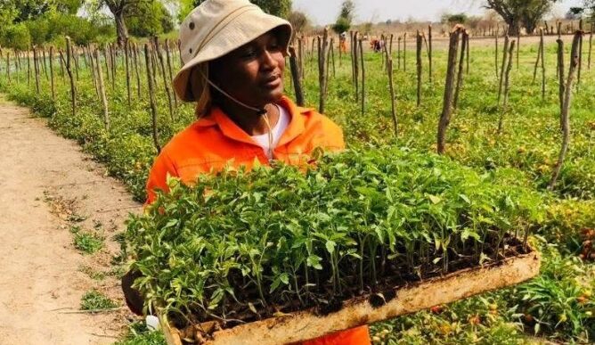 Kemo Begani tends to seedlings at her Spring Blossom operation in Kauxwi, Okavango District, where she has built a climate-smart farming enterprise that serves rural communities across Botswana.